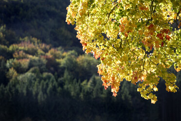 Spitzahorn (Acer platanoides L.), Wald im Hintergrund - TCF01046