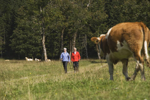 Österreich, Karwendel, Seniorenpaar nordic walking, lizenzfreies Stockfoto