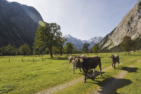 Austria, Karwendel, Cows on path - WESTF10524