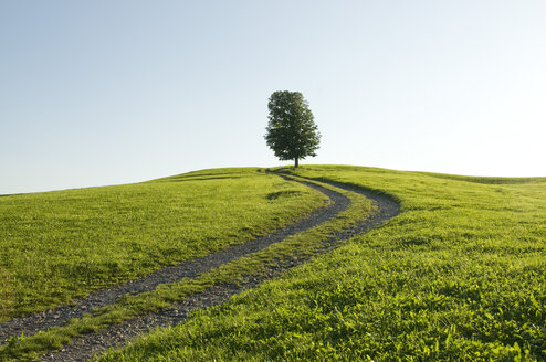 Germany, Bavaria, Allgäu, Single tree next to farm track - GNF01079