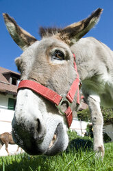 Portrait of donkey (Equus asinus asinus), close up - GNF01072