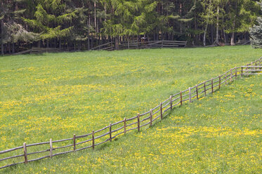 Italien, Südtirol, Blühende Wiese - GNF01069