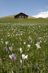 Italien, Südtirol, Wiesensafran (Colchicum autumnale) blüht - GNF01054