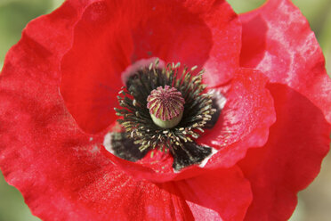 Corn poppy (Papaver rhoeas), close up - FOF01216