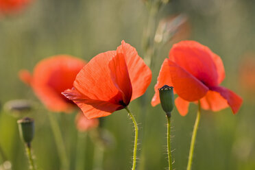 Klatschmohn (Papaver rhoeas), Nahaufnahme - FOF01215