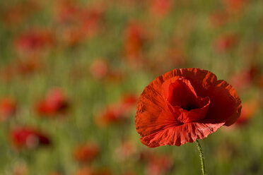 Corn poppies (Papaver rhoeas), close up - FOF01213