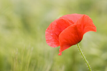 Klatschmohn (Papaver rhoeas), Nahaufnahme - FOF01211