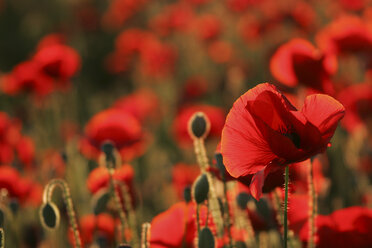 Mohnfeld (Papaver rhoeas), Nahaufnahme - FOF01208