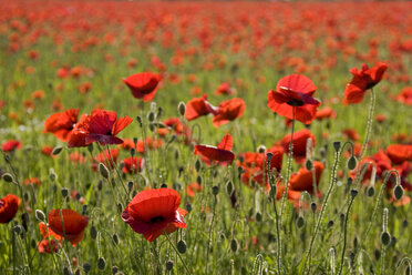 Mohnfeld (Papaver rhoeas), Nahaufnahme - FOF01207