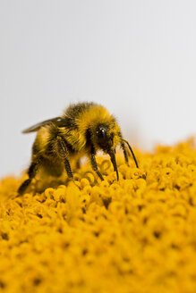 Hummel (Bombus fervidus) auf Sonnenblume, Nahaufnahme - FOF01206