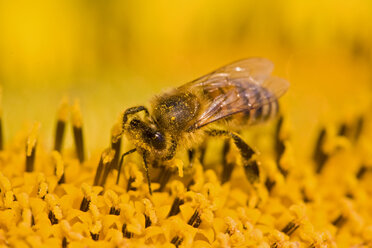 Bumble bee (Bombus fervidus) on sunflower, close-up - FOF01205