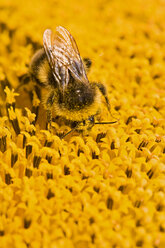 Bumble bee (Bombus fervidus) on sunflower, close-up - FOF01204