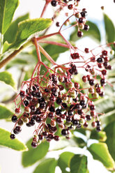 Black elder (Sambucus nigra), close-up - 09821CS-U