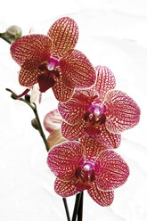 Orchideenblüte (Orchidaceae), Nahaufnahme - 09820CS-U