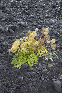 Iceland, Plant growing on stony soil, close up - FFF00966