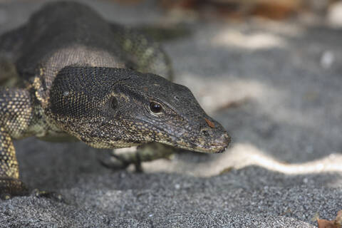 Indonesien, Krakatau, Insel Rakata, Warane (Varanus), Nahaufnahme, lizenzfreies Stockfoto