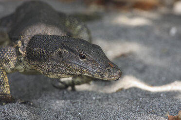 Indonesien, Krakatau, Insel Rakata, Warane (Varanus), Nahaufnahme - RMF00346