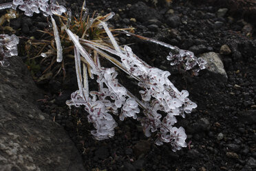 Island, Snaefells, gefrorene Pflanze, Nahaufnahme - RMF00297