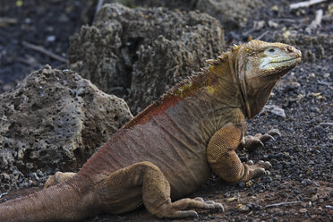 Galapagosinseln, Insel Santa Cruz, Landleguan (Conolophus subcristatus), Nahaufnahme - RMF00263