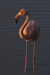 Galapagos-Inseln, Isabela, Amerikanischer Flamingo (Phoenicopterus ruber) - RMF00261