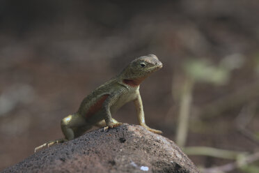 Galapagos-Inseln, Eidechse auf Felsen sitzend, Nahaufnahme - RMF00259