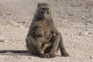 Äthiopien, Awash National Park, Pavian (Papio) mit Baby - RMF00209