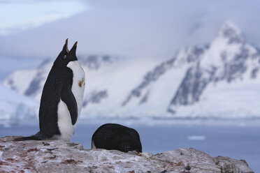 Antarktis, Peterman-Insel, Adeliepinguin (Pygoscelis adeliae) - RMF00202