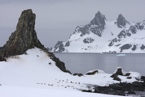 Antarctica, South Shetland Islands, colony of Chinstrap penguins (Pygoscelis antarcticus) - RMF00200