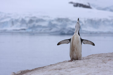 Antarktis, Süd-Shetland-Inseln, Kinnriemenpinguin (Pygoscelis antarcticus) - RMF00194