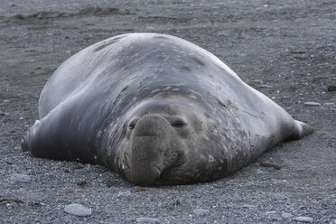 South Georgia, Elephant Seal resting on shore - RMF00189