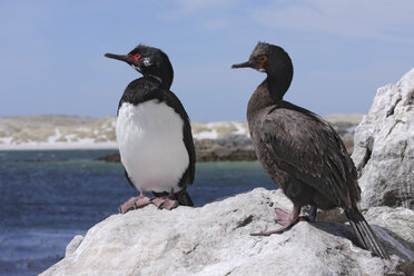 Falklandinseln, Felsenkormorane (Phalacrocorax magellanicus) - RMF00185