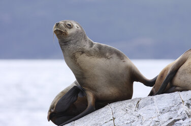 Argentinien, Patagonien, Ushuaia, Beagle-Kanal, Seelöwen (Otaria flavescens), Nahaufnahme - RMF00183