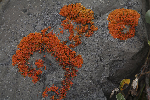 Greenland, Disco bay, Lichen, close up - RM00273