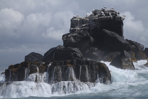 Galapagos-Inseln, Basstölpel auf Felsen - RM00262