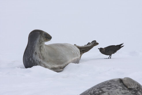 Antarctica, Weddell seal (Leptonychotes weddellii)and Arctic skua (Stercorarius parasiticus) - RM00198