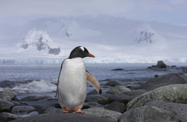 Antarktis, Südliche Shetlandinseln, Eselspinguine (Pygoscelis papua) - RM00196