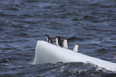 Südgeorgien, Eselspinguine (Pygoscelis papua) auf einer Eisscholle - RM00191