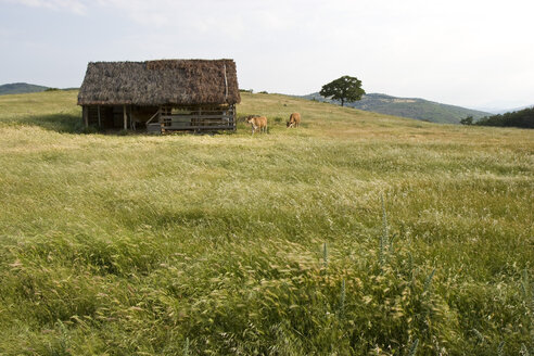 Italy, Tuscany, Cattle and shelter - FFF01017
