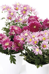 Chrysanthemenblüten (Chrysanthemum indicum) im Blumentopf - 09905CS-U