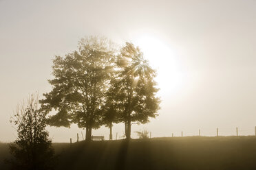 Deutschland, Bayern, Bäume mit Nebel und Gegenlicht - FOF01313