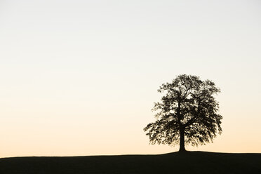 Deutschland, Bayern, Einzelbaum - FOF01311