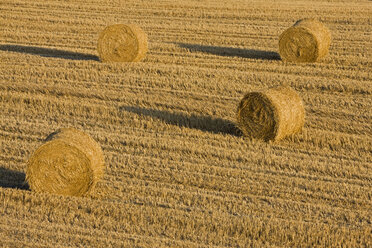 Italy, Tuscany, Bales of straw on harvested corn field - FOF01288