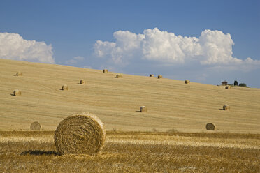 Italy, Tuscany, Bales of straw on harvested corn fields - FOF01283