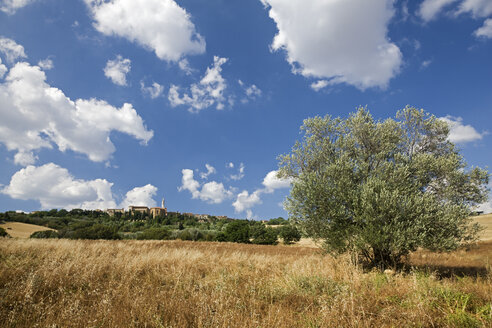 Italien, Toskana, Olivenbaum, Pienza im Hintergrund - FOF01282