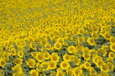 Italy, Tuscany, Field of sunflowers - FOF01251