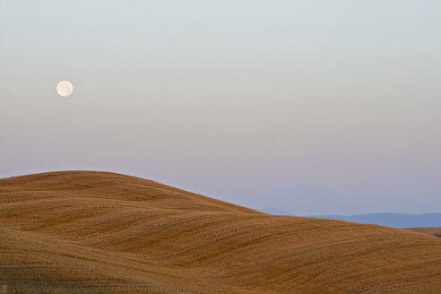 Italien, Toskana, Abgeerntetes Maisfeld, Landschaft - FOF01248