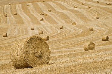 Italy, Tuscany, Harvested corn field, bales of straw - FOF01235