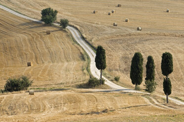 Italien, Toskana, Zypressenallee über Maisfelder - FOF01231