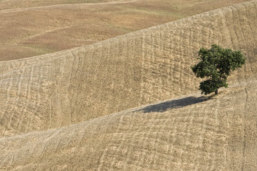 Italien, Toskana, Abgeerntetes Maisfeld mit einzelnem Baum - FOF01230