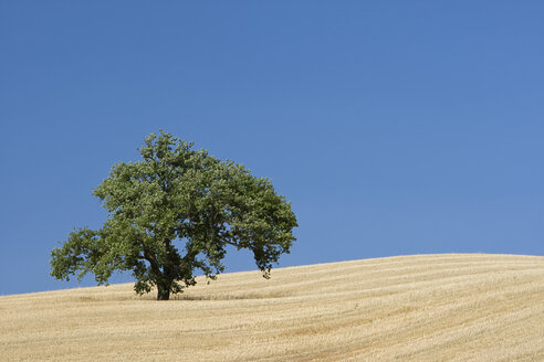 Italien, Toskana, Abgeerntetes Maisfeld mit einzelnem Baum - FOF01229